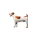 Hundewetten