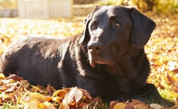 Was wird im Rahmen der Schutzhundprüfug verlangt